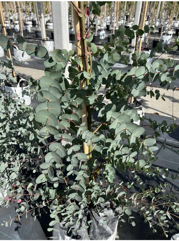 Echter Eukalyptus | Eucalyptus gunnii Echter Eukalyptus | Eucalyptus gunnii