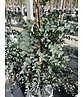 Echter Eukalyptus | Eucalyptus gunnii Echter Eukalyptus | Eucalyptus gunnii