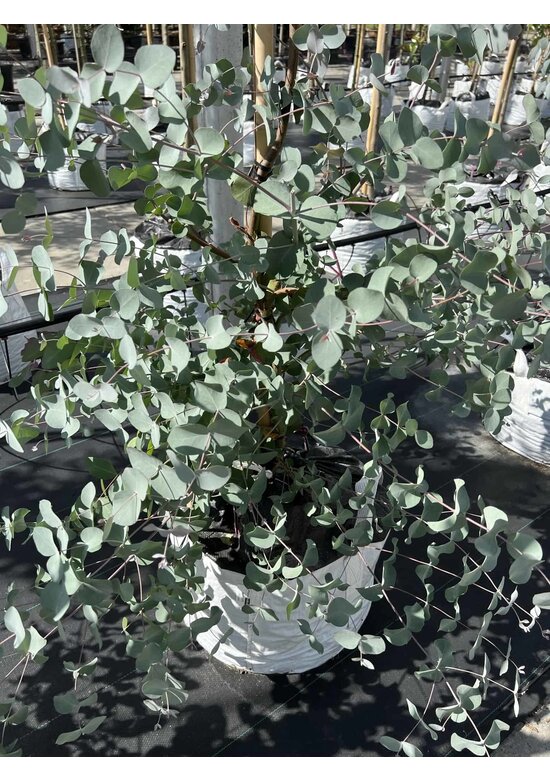 Echter Eukalyptus | Eucalyptus gunnii Echter Eukalyptus | Eucalyptus gunnii