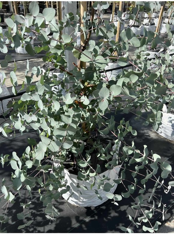 Echter Eukalyptus | Eucalyptus gunnii Echter Eukalyptus | Eucalyptus gunnii