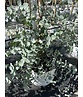 Echter Eukalyptus | Eucalyptus gunnii