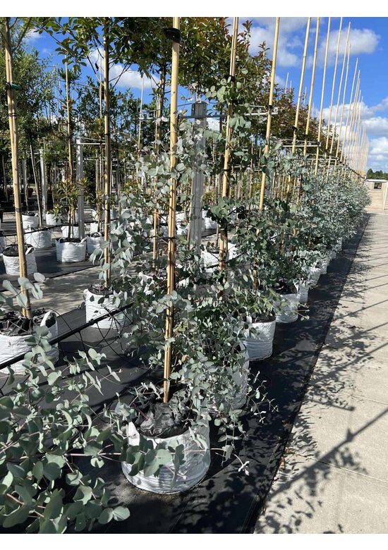 Echter Eukalyptus | Eucalyptus gunnii Echter Eukalyptus | Eucalyptus gunnii