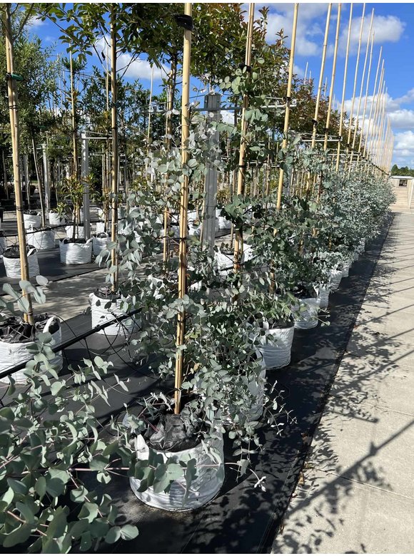 Echter Eukalyptus | Eucalyptus gunnii Echter Eukalyptus | Eucalyptus gunnii
