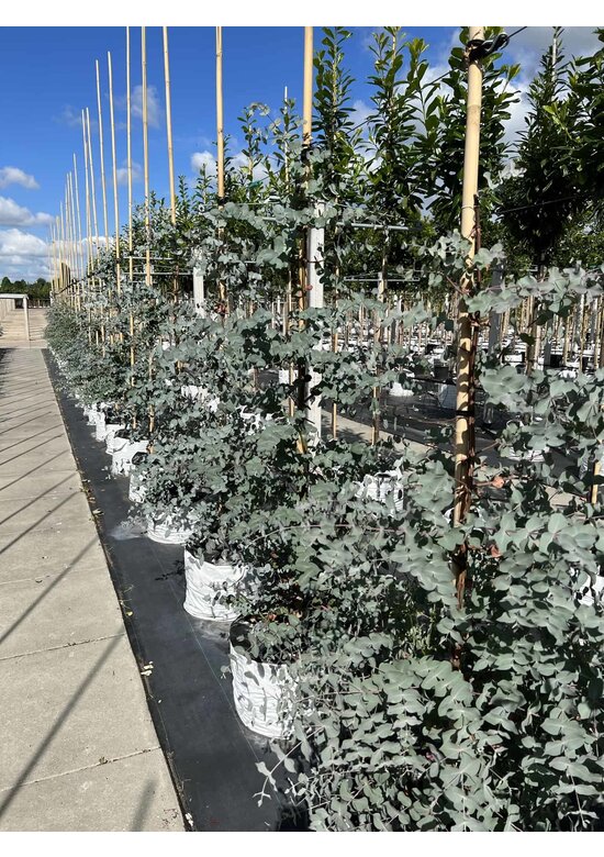 Echter Eukalyptus | Eucalyptus gunnii