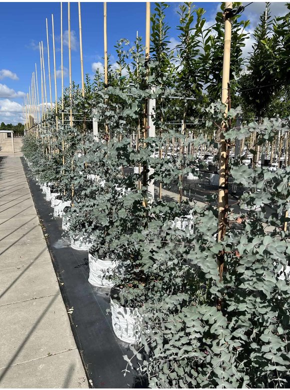 Echter Eukalyptus | Eucalyptus gunnii Echter Eukalyptus | Eucalyptus gunnii
