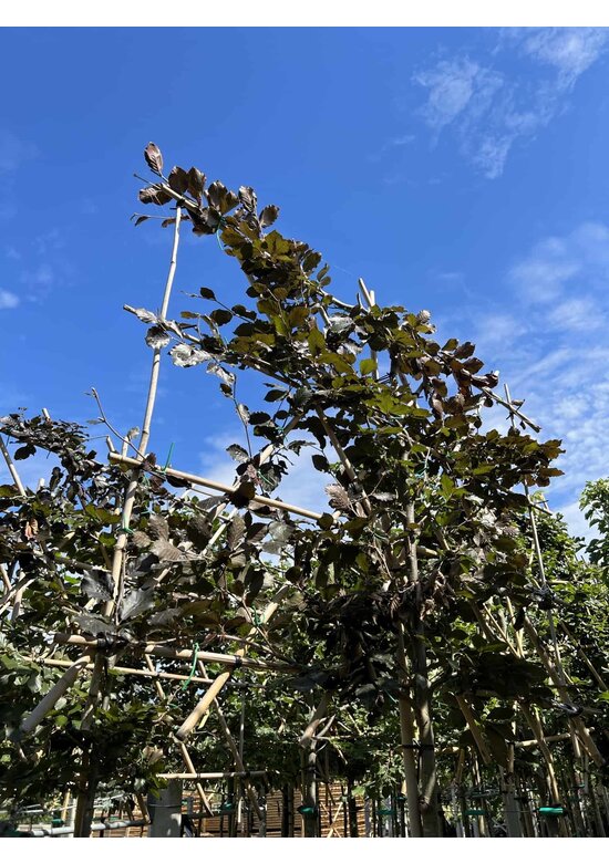 Blutbuche - Spalierbaum | Fagus sylvatica 'Purpurea'