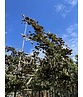 Blutbuche - Spalierbaum | Fagus sylvatica 'Purpurea' Blutbuche - Spalierbaum | Fagus sylvatica 'Purpurea'