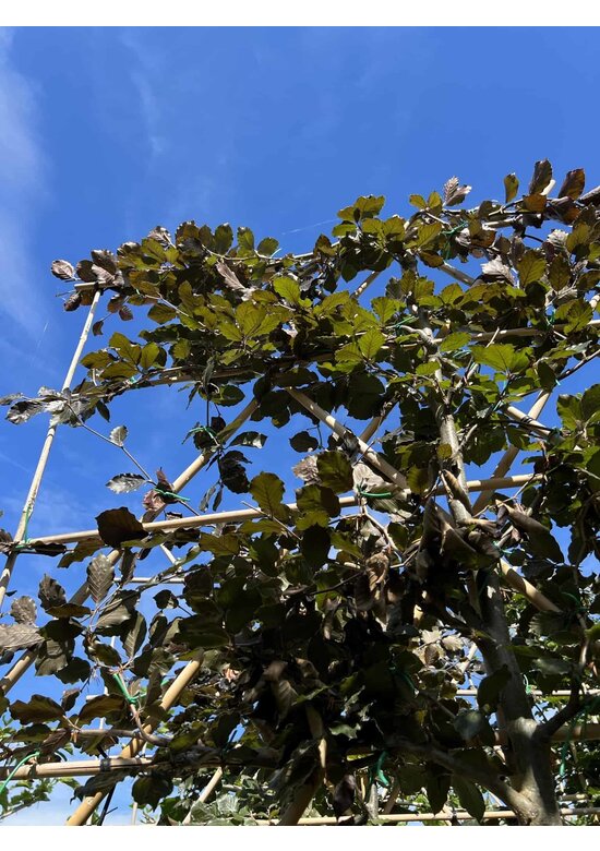 Blutbuche - Spalierbaum | Fagus sylvatica 'Purpurea'