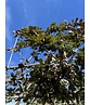 Blutbuche - Spalierbaum | Fagus sylvatica 'Purpurea' Blutbuche - Spalierbaum | Fagus sylvatica 'Purpurea'