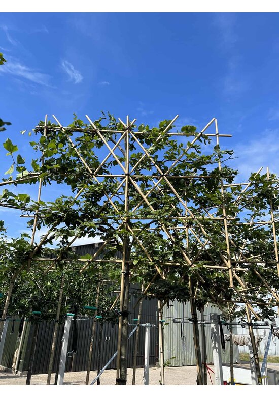 Rotbuche - Spalierbaum | Fagus sylvatica