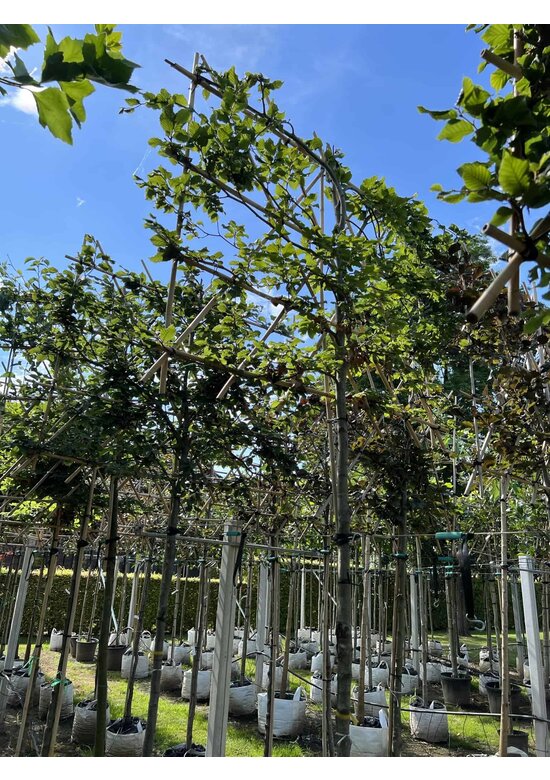 Rotbuche - Spalierbaum | Fagus sylvatica