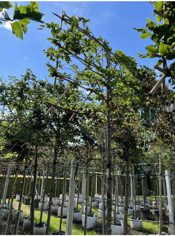 Rotbuche - Spalierbaum | Fagus sylvatica Rotbuche - Spalierbaum | Fagus sylvatica