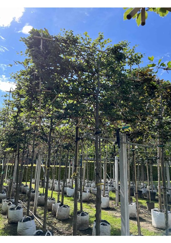 Rotbuche - Spalierbaum | Fagus sylvatica