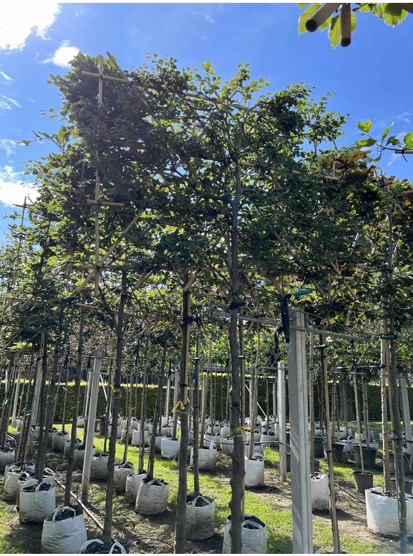 Rotbuche - Spalierbaum | Fagus sylvatica Rotbuche - Spalierbaum | Fagus sylvatica