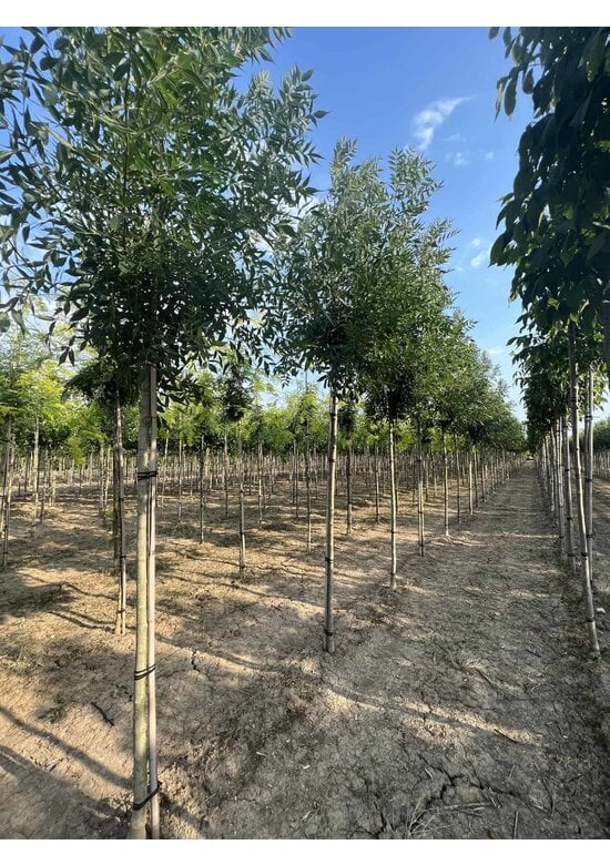 Kleinkronige Esche 'Raywood' | Fraxinus angustifolia 'Raywood'