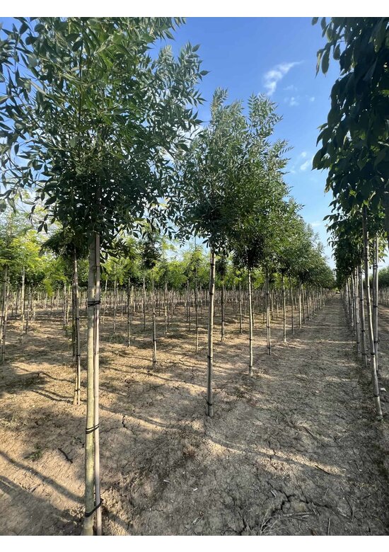 Kleinkronige Esche 'Raywood' | Fraxinus angustifolia 'Raywood'