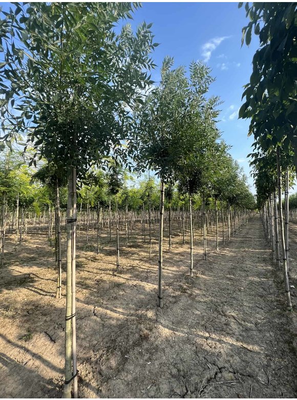 Kleinkronige Esche 'Raywood' | Fraxinus angustifolia 'Raywood' Kleinkronige Esche 'Raywood' | Fraxinus angustifolia 'Raywood'