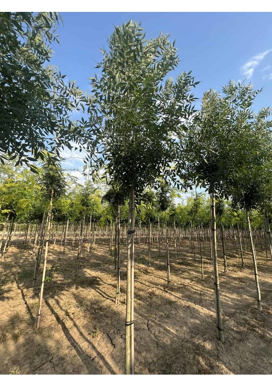 Kleinkronige Esche 'Raywood' | Fraxinus angustifolia 'Raywood'