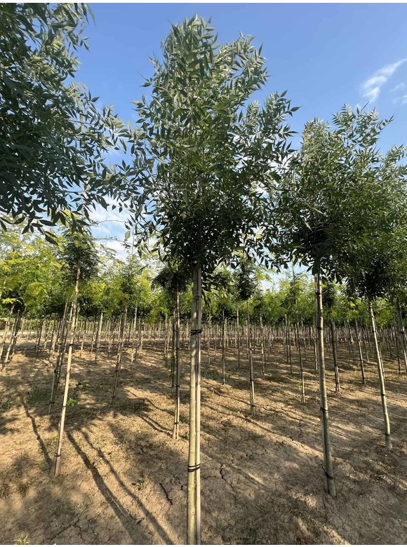 Kleinkronige Esche 'Raywood' | Fraxinus angustifolia 'Raywood' Kleinkronige Esche 'Raywood' | Fraxinus angustifolia 'Raywood'