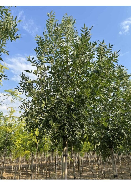 Kleinkronige Esche 'Raywood' | Fraxinus angustifolia 'Raywood'