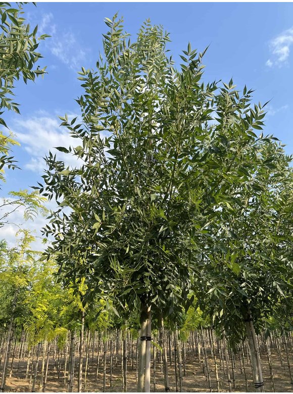 Kleinkronige Esche 'Raywood' | Fraxinus angustifolia 'Raywood' Kleinkronige Esche 'Raywood' | Fraxinus angustifolia 'Raywood'