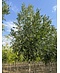 Kleinkronige Esche 'Raywood' | Fraxinus angustifolia 'Raywood'