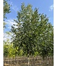 Kleinkronige Esche 'Raywood' | Fraxinus angustifolia 'Raywood'