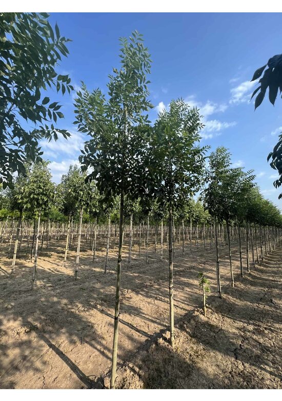 Straßenesche 'Westhof's Glorie' | Fraxinus excelsior 'Westhof's Glorie'