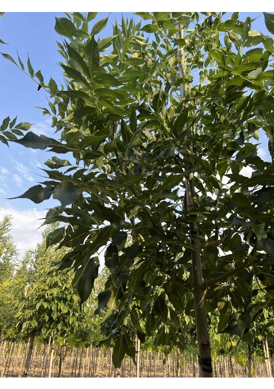 Straßenesche 'Westhof's Glorie' | Fraxinus excelsior 'Westhof's Glorie'