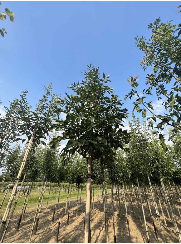 Blumenesche | Fraxinus ornus Blumenesche | Fraxinus ornus