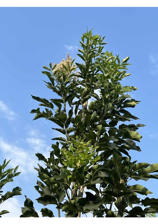 Blumenesche | Fraxinus ornus