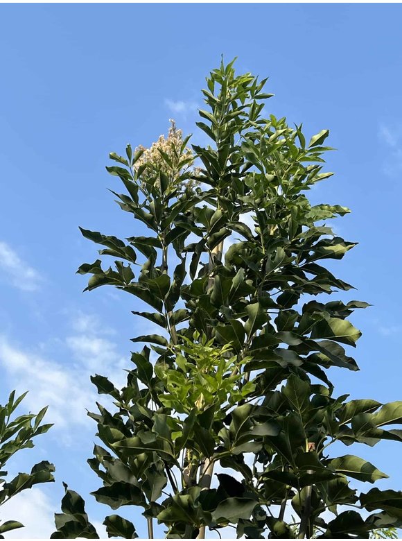 Blumenesche | Fraxinus ornus Blumenesche | Fraxinus ornus