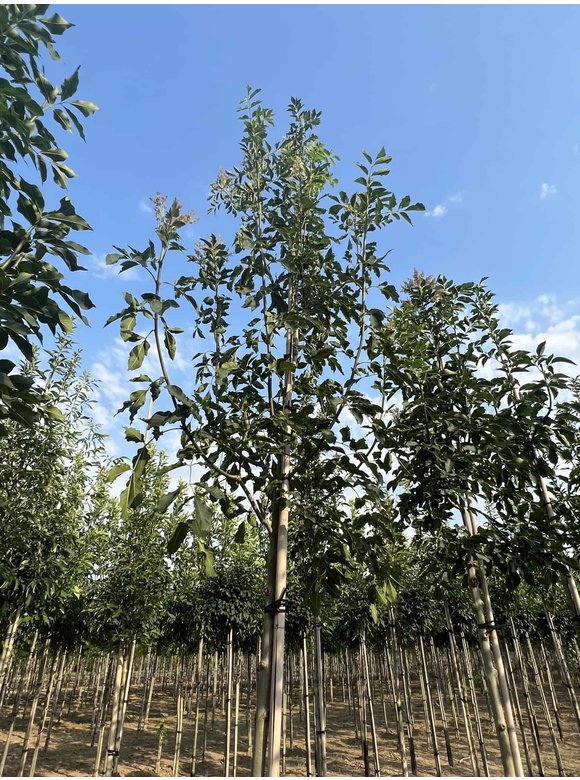Blumenesche | Fraxinus ornus Blumenesche | Fraxinus ornus