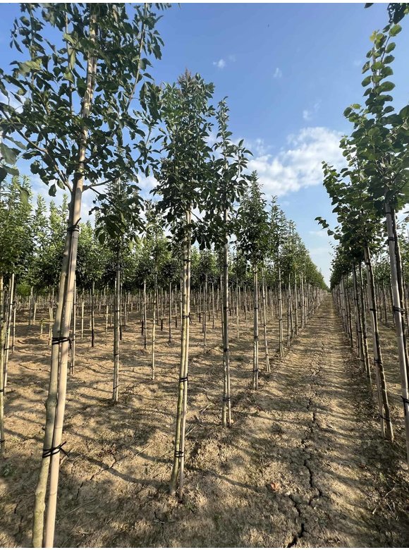 Blumenesche | Fraxinus ornus Blumenesche | Fraxinus ornus