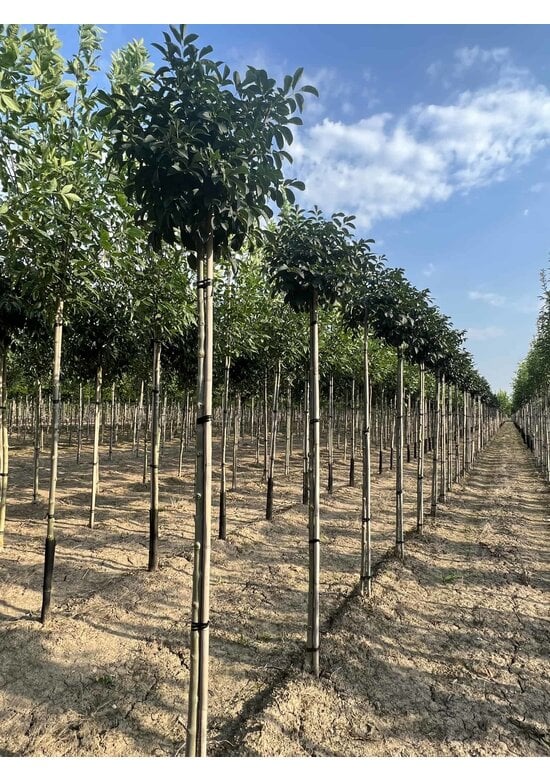 Kugel-Blumenesche 'Mecsek' | Fraxinus ornus 'Mecsek'