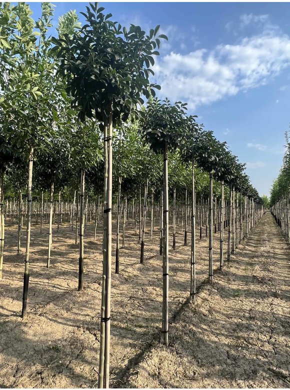 Kugel-Blumenesche 'Mecsek' | Fraxinus ornus 'Mecsek' Kugel-Blumenesche 'Mecsek' | Fraxinus ornus 'Mecsek'