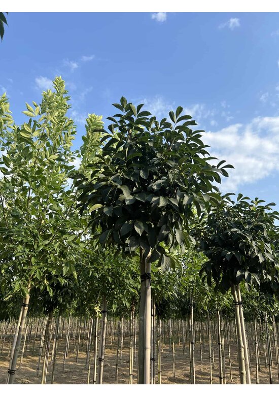 Kugel-Blumenesche 'Mecsek' | Fraxinus ornus 'Mecsek'