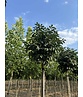 Kugel-Blumenesche 'Mecsek' | Fraxinus ornus 'Mecsek'
