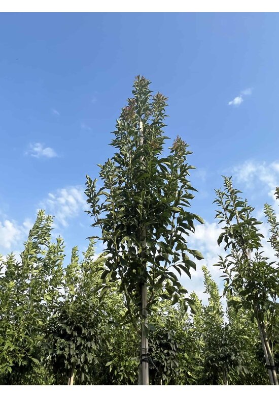Blumenesche 'Obelisk' | Fraxinus ornus 'Obelisk' Blumenesche 'Obelisk' | Fraxinus ornus 'Obelisk'