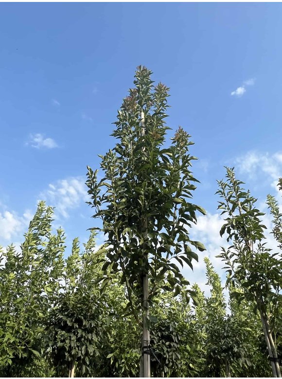 Blumenesche 'Obelisk' | Fraxinus ornus 'Obelisk' Blumenesche 'Obelisk' | Fraxinus ornus 'Obelisk'