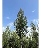 Blumenesche 'Obelisk' | Fraxinus ornus 'Obelisk'