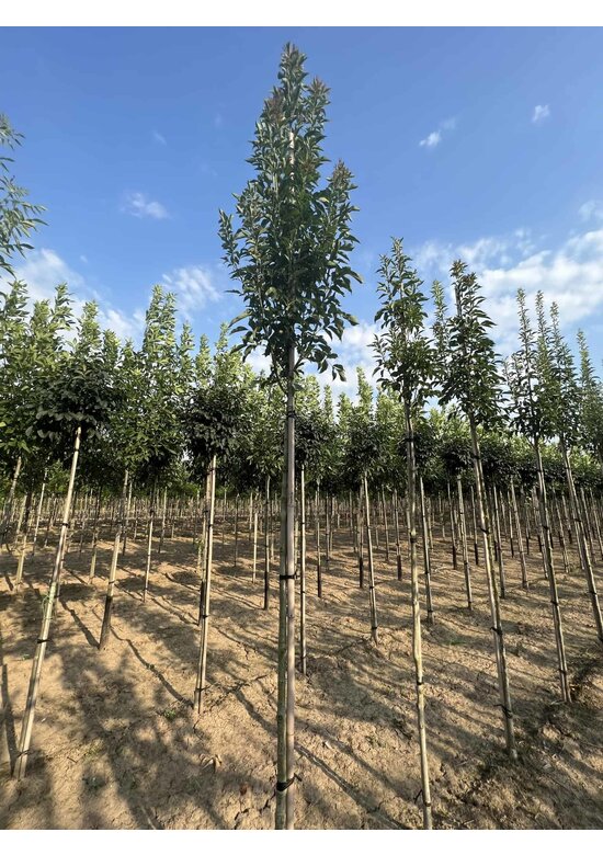 Blumenesche 'Obelisk' | Fraxinus ornus 'Obelisk' Blumenesche 'Obelisk' | Fraxinus ornus 'Obelisk'