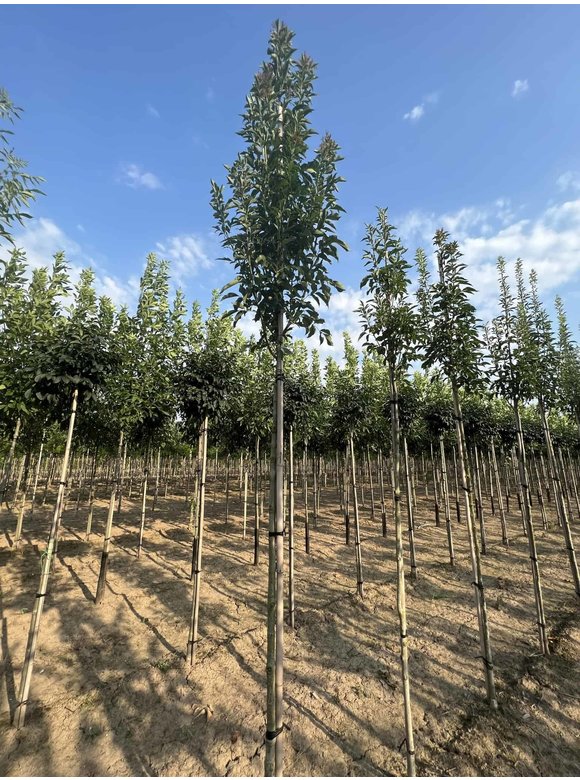 Blumenesche 'Obelisk' | Fraxinus ornus 'Obelisk' Blumenesche 'Obelisk' | Fraxinus ornus 'Obelisk'