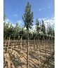 Blumenesche 'Obelisk' | Fraxinus ornus 'Obelisk' Blumenesche 'Obelisk' | Fraxinus ornus 'Obelisk'