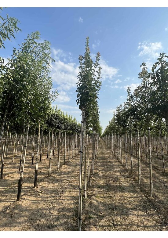 Blumenesche 'Obelisk' | Fraxinus ornus 'Obelisk'