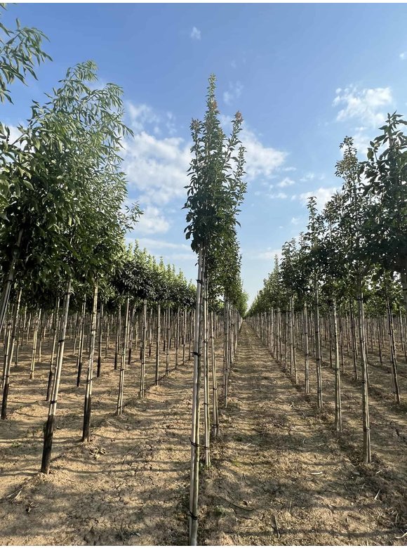 Blumenesche 'Obelisk' | Fraxinus ornus 'Obelisk' Blumenesche 'Obelisk' | Fraxinus ornus 'Obelisk'