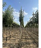 Blumenesche 'Obelisk' | Fraxinus ornus 'Obelisk' Blumenesche 'Obelisk' | Fraxinus ornus 'Obelisk'