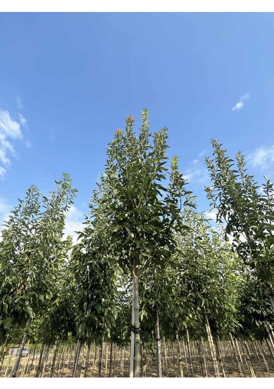 Blumenesche 'Obelisk' | Fraxinus ornus 'Obelisk'