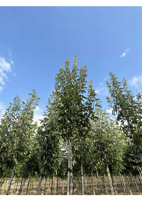 Blumenesche 'Obelisk' | Fraxinus ornus 'Obelisk' Blumenesche 'Obelisk' | Fraxinus ornus 'Obelisk'