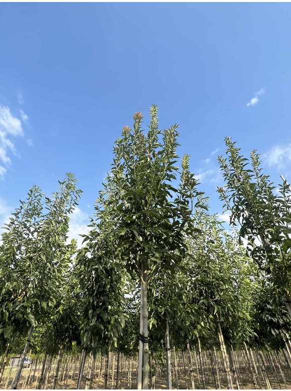 Blumenesche 'Obelisk' | Fraxinus ornus 'Obelisk' Blumenesche 'Obelisk' | Fraxinus ornus 'Obelisk'
